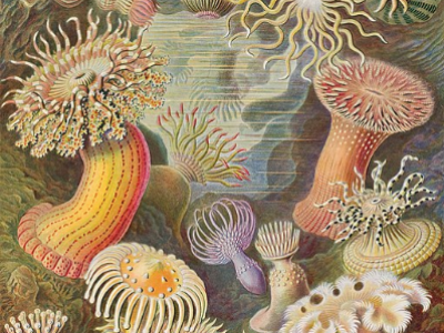 némones de mer, dessin de Ernst Haeckel (1904)