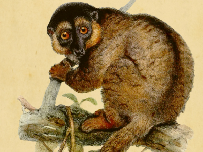 Être femelle : le tournant féministe de la primatologie