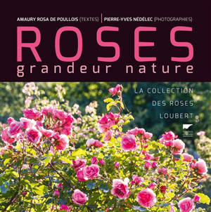 Roses grandeur nature : la collection des roses Loubert - Amaury Rosa de Poullois