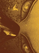 Nuisible : intégrale - Masaya Hokazono