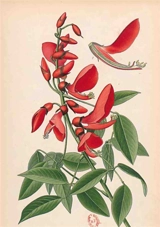Carnet Blanc, Erythrine, dessin 19e siècle