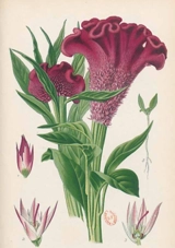 Carnet ligné Celosia Cristata, dessin 19e siècle - Désiré Bois