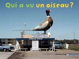 Qui a vu un oiseau ? - Rémi Noël