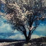 Une année de solitude - Didier Ben Loulou