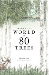 Around the World in 80 Trees (Hardback) - Lucille Clerc