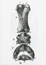 ABCD - Benjamin Monti