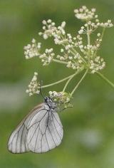 Macrophotographie - Ghislain Simard