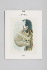 Ours blanc - John James Audubon