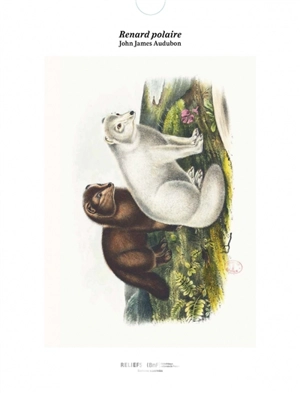 Renard polaire - John James Audubon