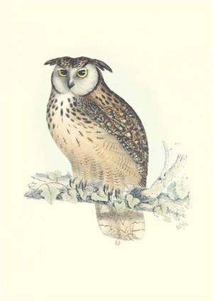 Oiseaux de l'Himalaya - John Gould