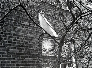 Chicago - Roberto Martinez