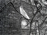 Chicago - Roberto Martinez