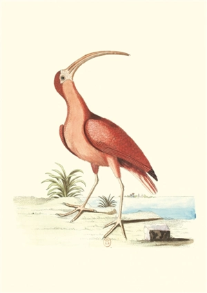 Recueil de divers oiseaux : carnet - Mark Catesby