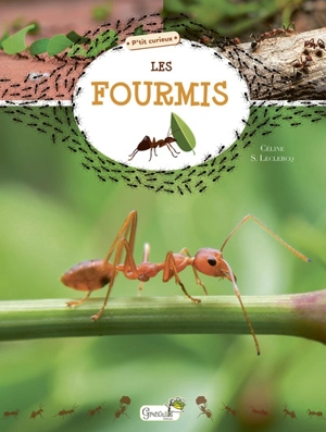 Les fourmis - Céline Leclercq