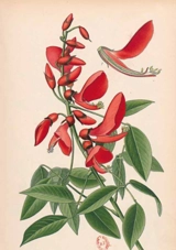 Carnet ligné Erythrine, dessin 19e siècle - Désiré Bois