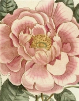 John Derian Picture Book II - Derian, John
