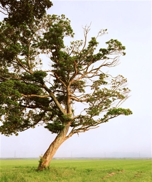 Tsunami trees - Naoya Hatakeyama