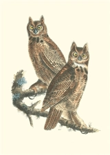 Oiseaux d'Amérique : carnet - John James Audubon