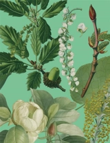 Arbres : galerie de botanique : carnet