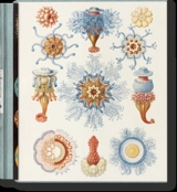 The art and science of Ernst Haeckel