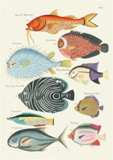 Poissons, écrevisses et crabes : carnet - Louis Renard