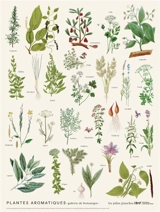 Plantes aromatiques : galerie de botanique