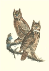 Oiseaux d'Amérique : carnet - John James Audubon