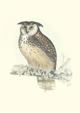 Oiseaux de l'Himalaya - John Gould