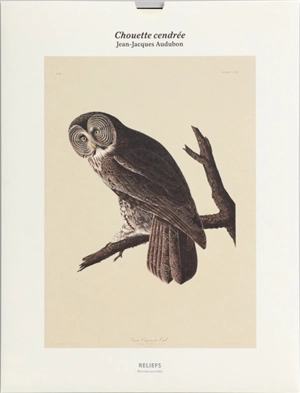 Chouette cendrée - John James Audubon