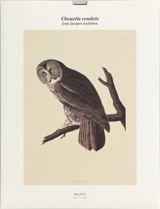 Chouette cendrée - John James Audubon