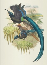 Oiseaux de Nouvelle-Guinée - John Gould