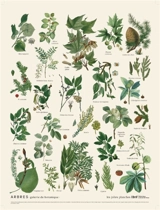 Arbres : galerie de botanique