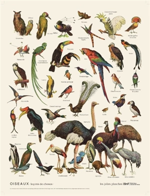 Oiseaux : leçons de choses