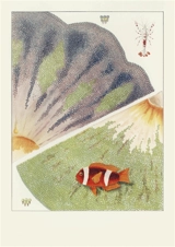 La grande barrière de corail : carnet - William Saville-Kent