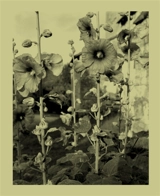 Nicholas Nixon : une infime distance